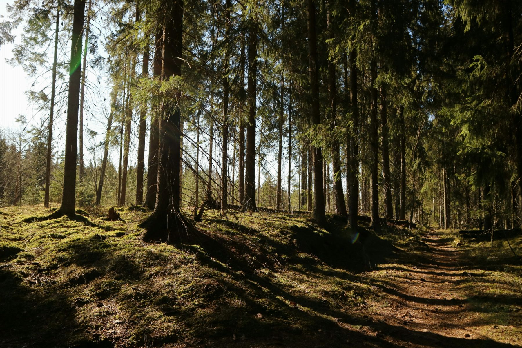 Forest path, Kangasala